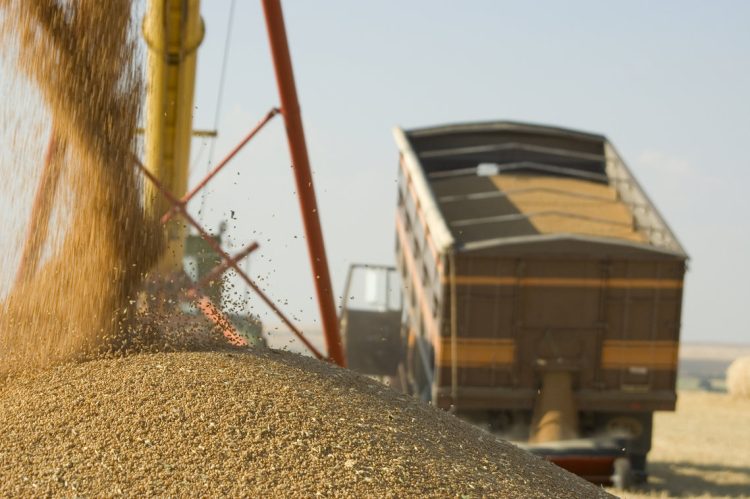 unloading at harvest onto a large grain pile outdoors.