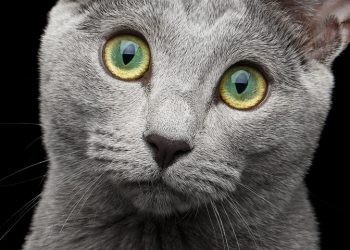 Close-up portrait of Russian blue cat with amazing green eyes and gray silver fur looking in camera on isolated black background