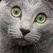 Close-up portrait of Russian blue cat with amazing green eyes and gray silver fur looking in camera on isolated black background
