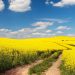 Field of rapeseed, canola or colza in Latin Brassica napus with rural road and beautiful cloud, rapeseed is plant for green energy and green industry, springtime golden flowering rapeseed field