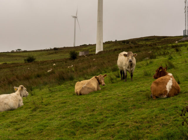 Cows graze on a field beside wind turbines on Slieve Rushen wind farm, in Derrylin, County Fermanagh, Northern Ireland, U.K., on Friday, Sept. 24, 2021. Ireland's electricity grid warned of a potential capacity shortfall for the winter periods over the next five years. Photographer: Paulo Nunes dos Santos/Bloomberg via Getty Images