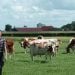 Livestock farmer and milk producer Gerard Hartveld, 52, poses next to his Red Holstein cows in his farm in Nieuwveen, on August 4, 2017.
Hartveld says he is a dairy farmer in "his heart" and soul. Yet, his heart is heavy knowing that, like many who work the land today in The Netherlands, he has no-one to inherit his family farm. The figures are staggering. Some sixty percent of those aged over 55 have no-one to whom they can bequeath their land, according to the Dutch central statistics office (CBS). / AFP PHOTO / Charlotte VAN OUWERKERK        (Photo credit should read CHARLOTTE VAN OUWERKERK/AFP via Getty Images)